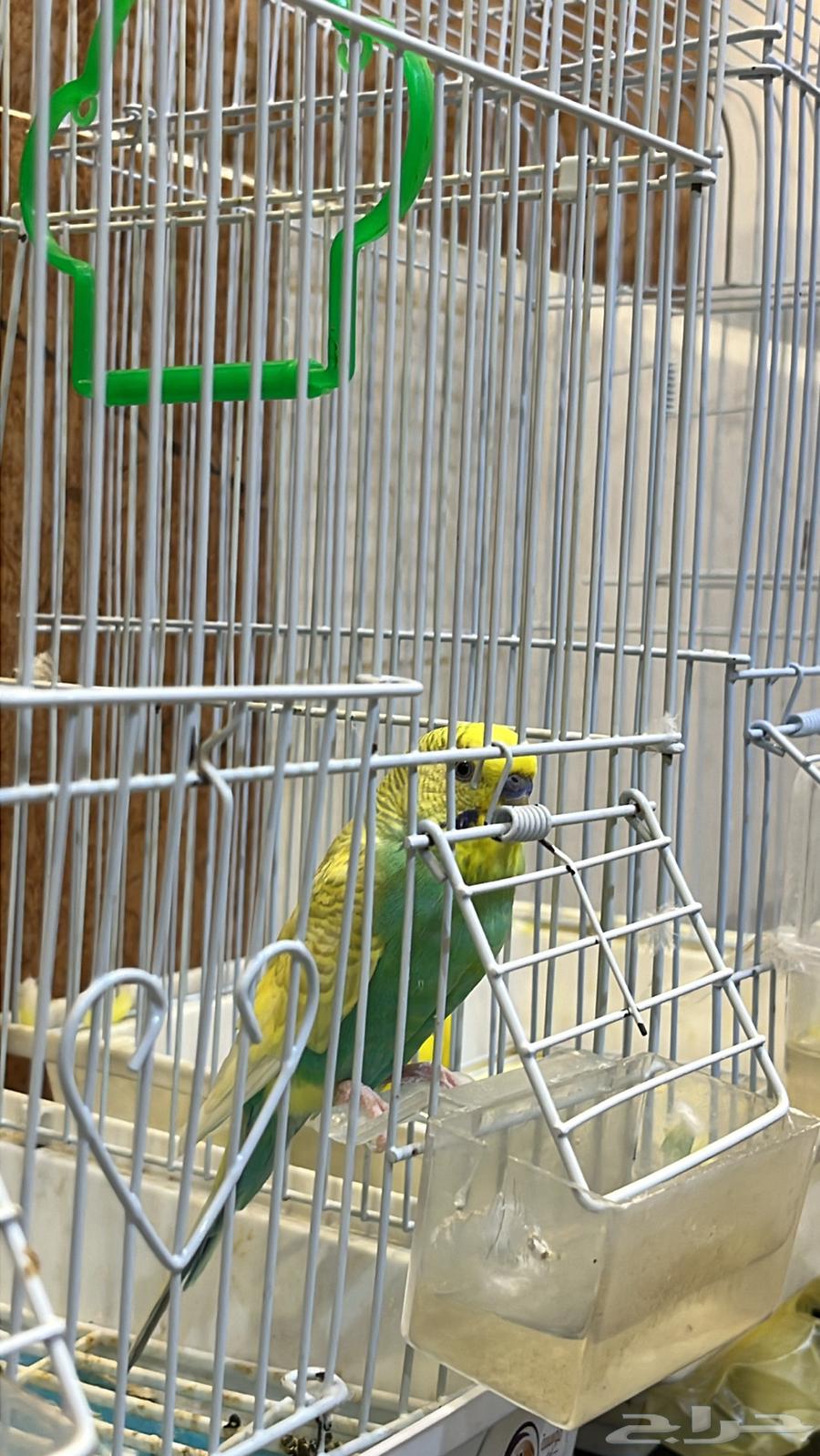 طيور الحب64439375453827111