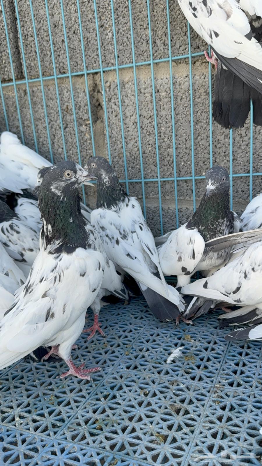 حمام باكستاني للبيع64435285956226110