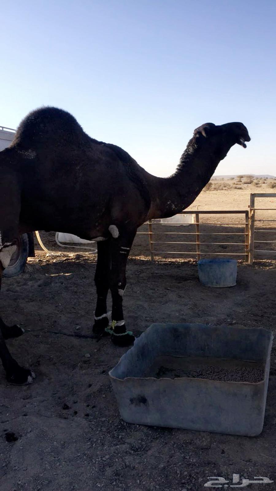 بعير مجهم للبيع منتج64439596453761111