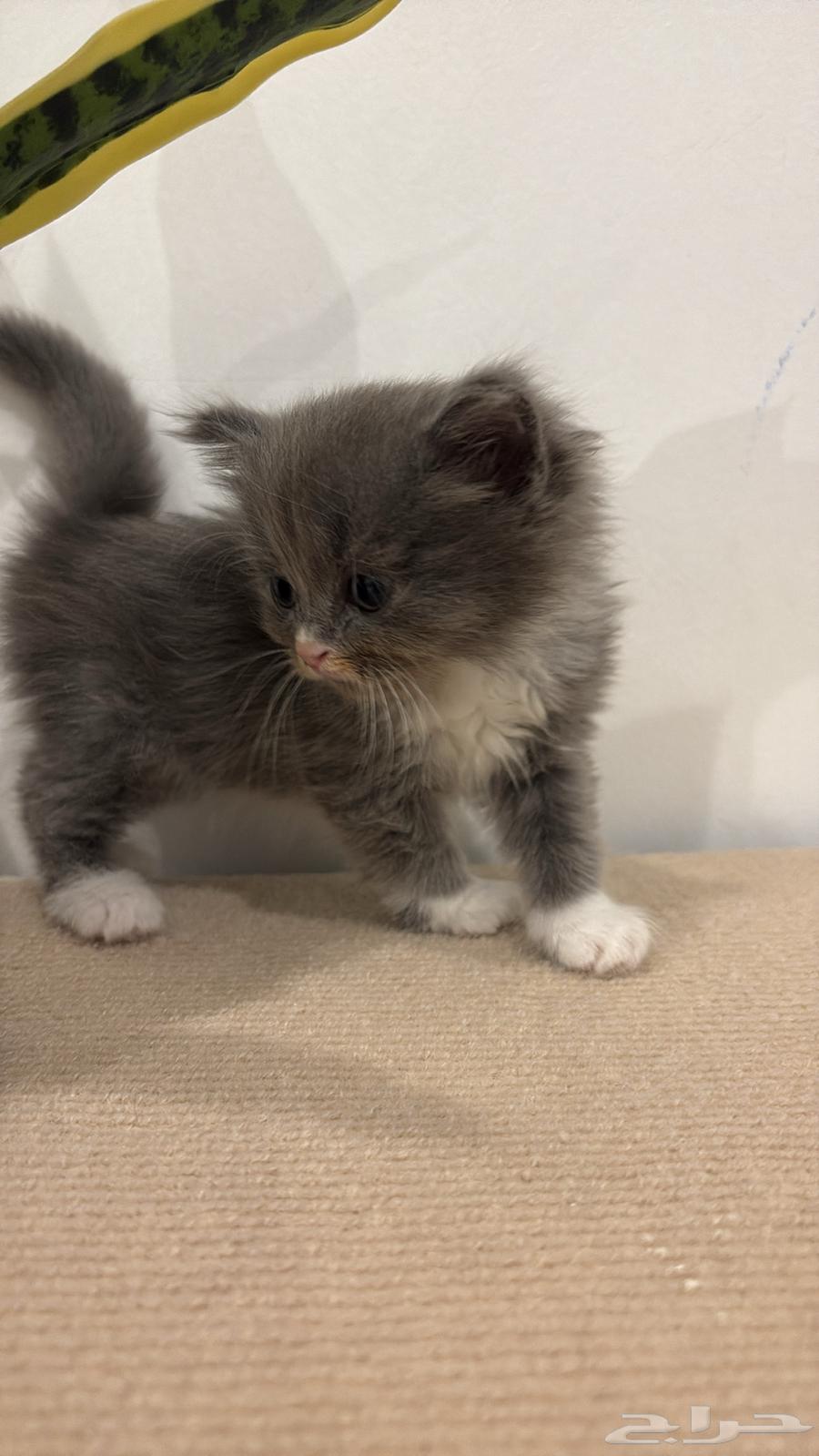 Sold64441226478467113