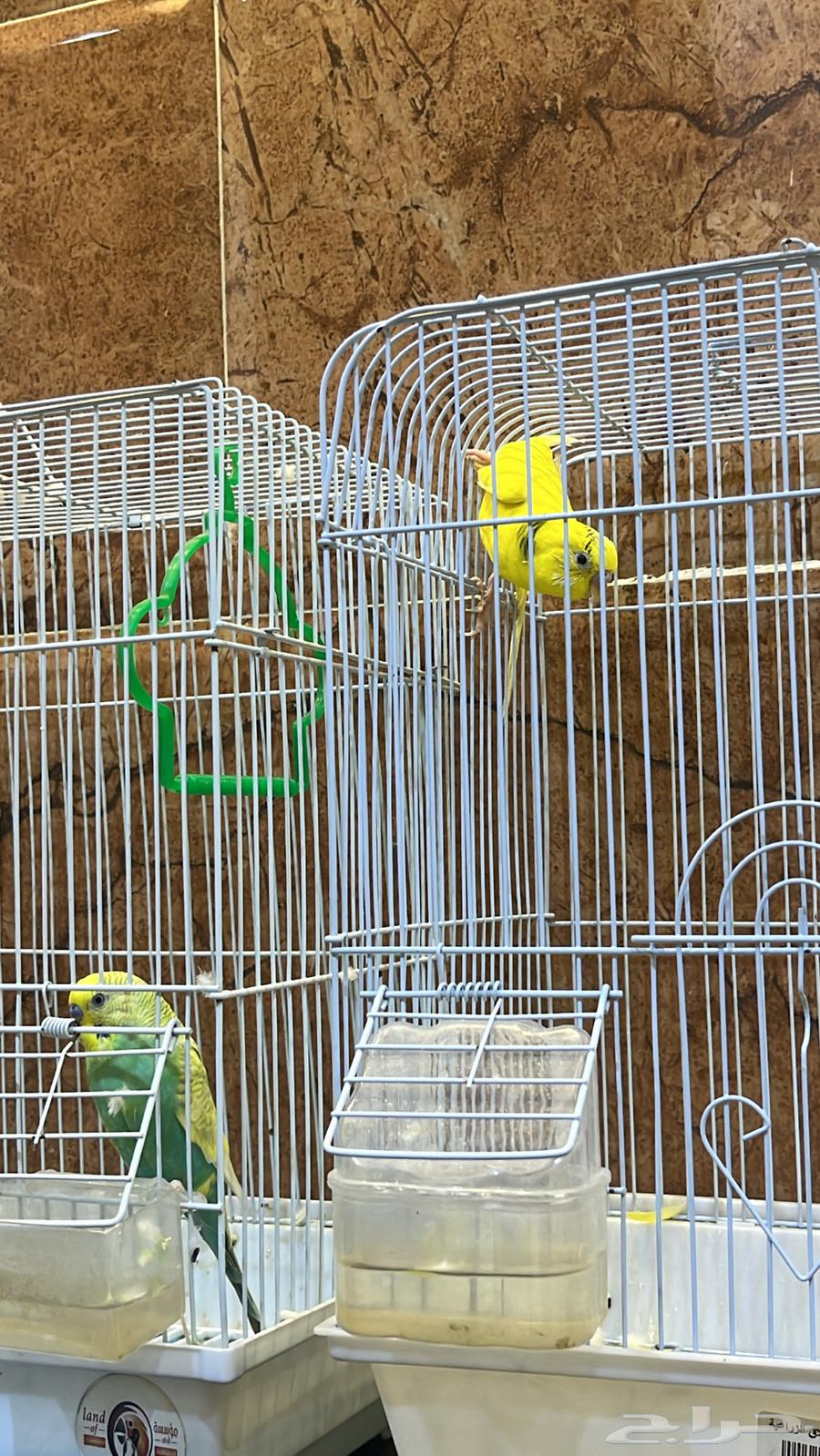 طيور الحب64439375453827114