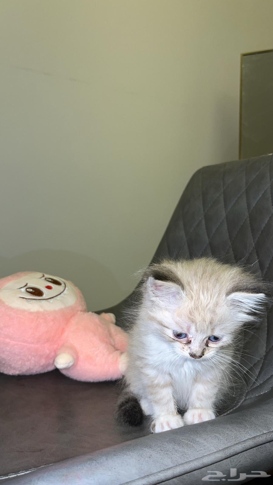 قطوه للبيع64434169242241111