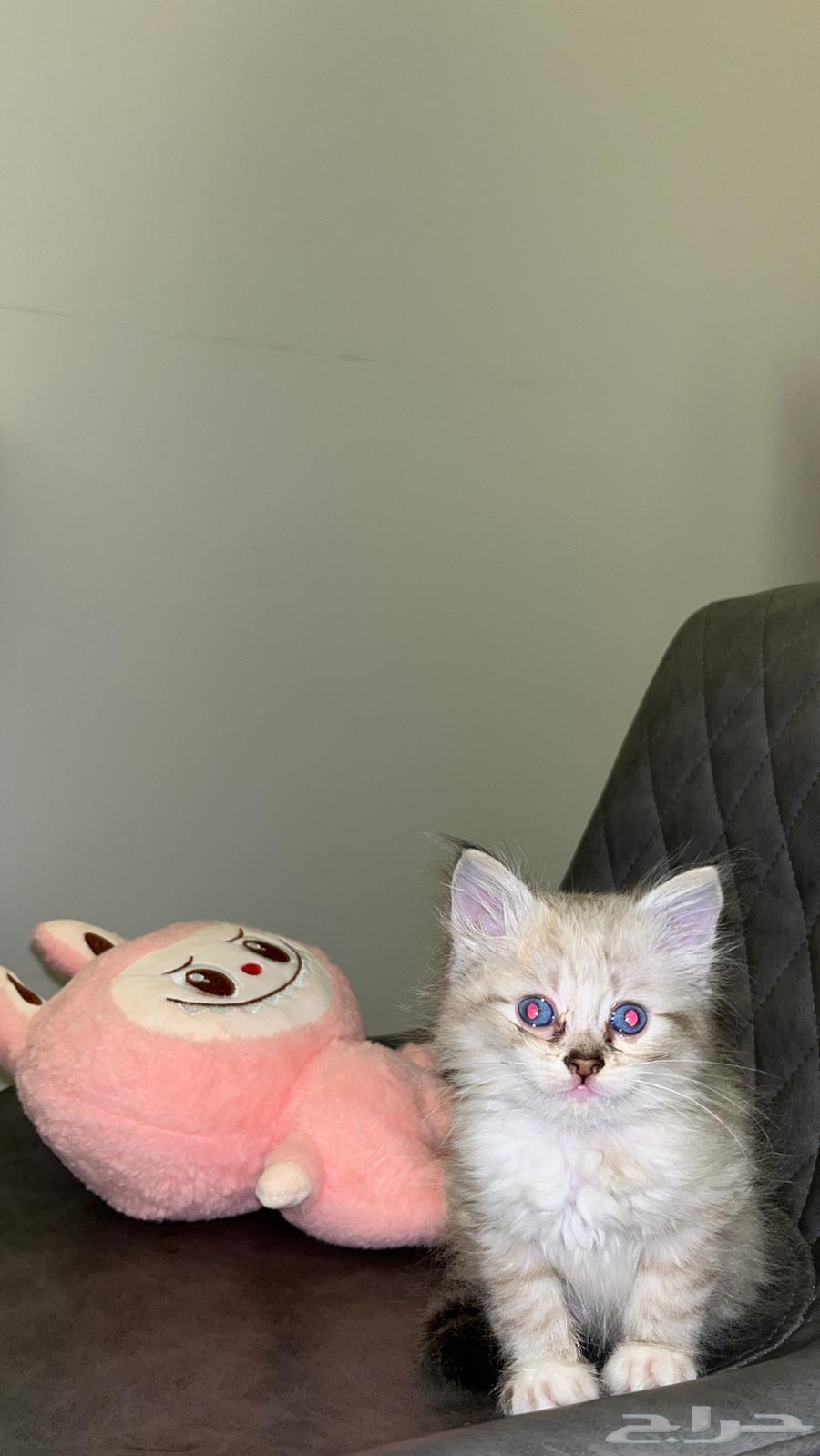 قطوه للبيع64434169242241112