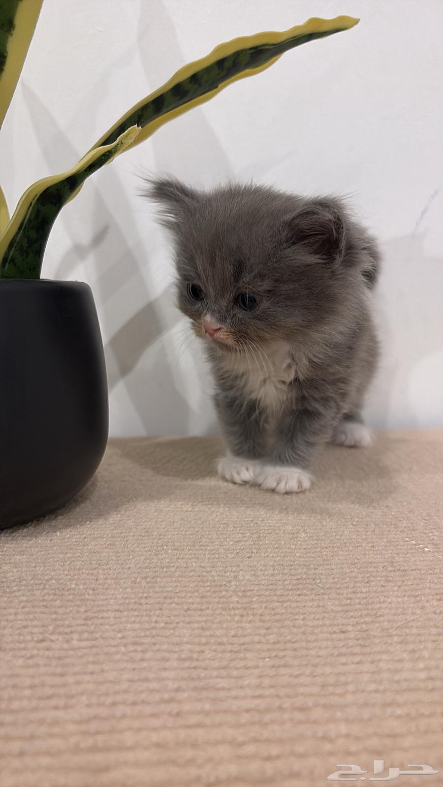 Sold64441226478467112