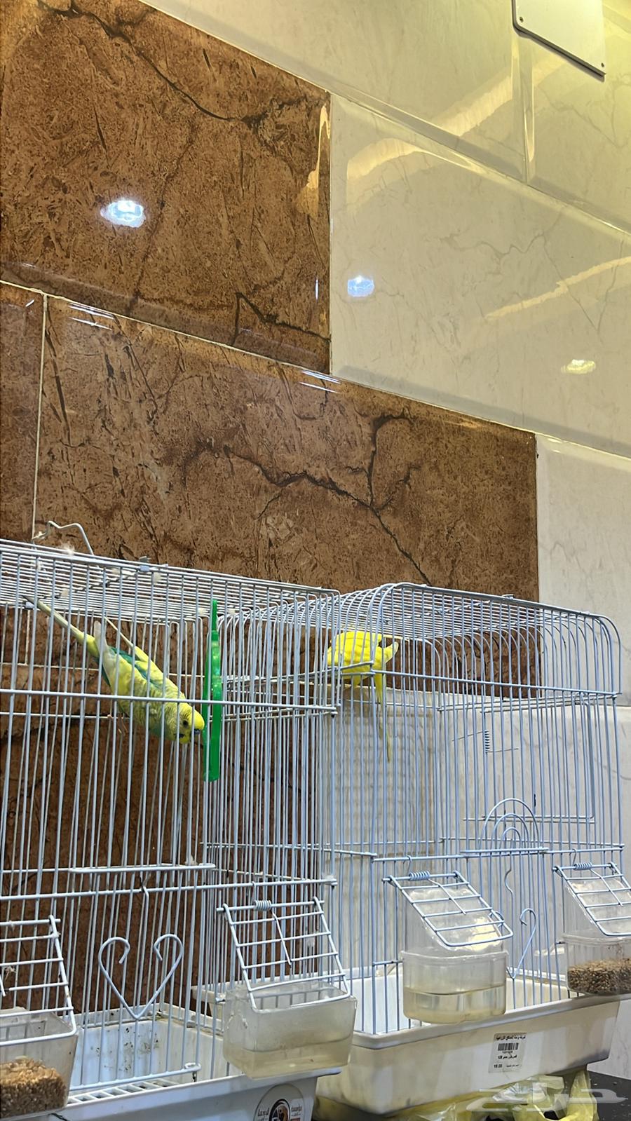 طيور الحب64439375453827110