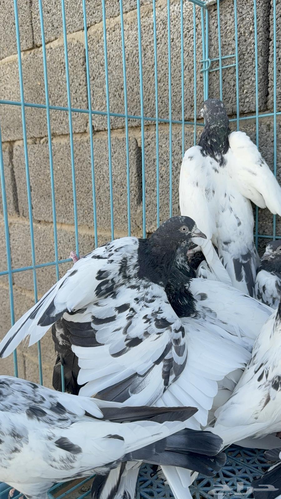 حمام باكستاني للبيع64435285956226112