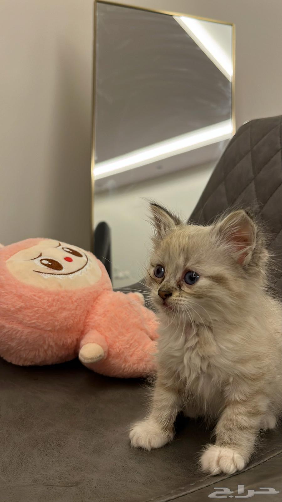 قطوه للبيع64434169242241110