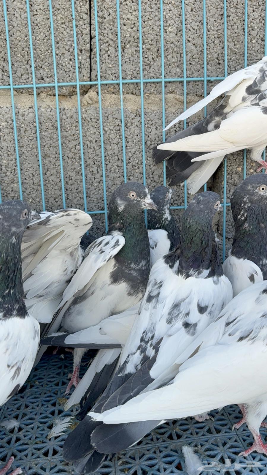 حمام باكستاني للبيع64435285956226114