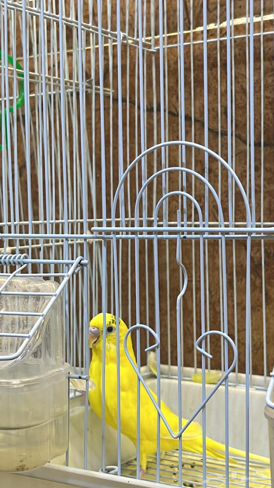 طيور الحب64439375453827112