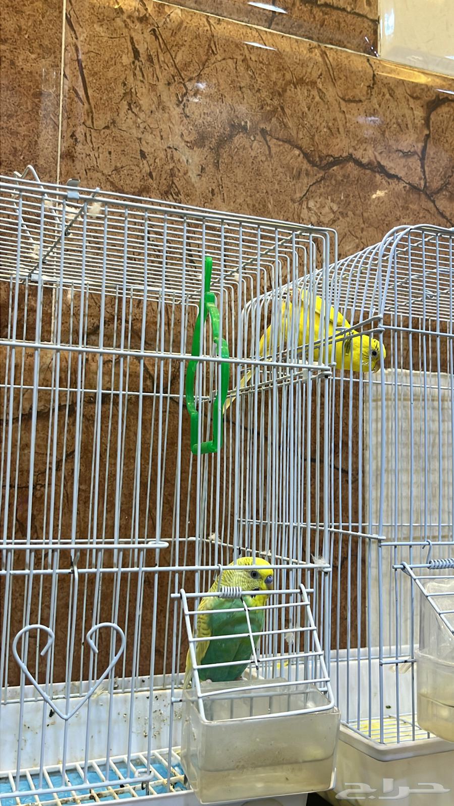 طيور الحب64439375453827113