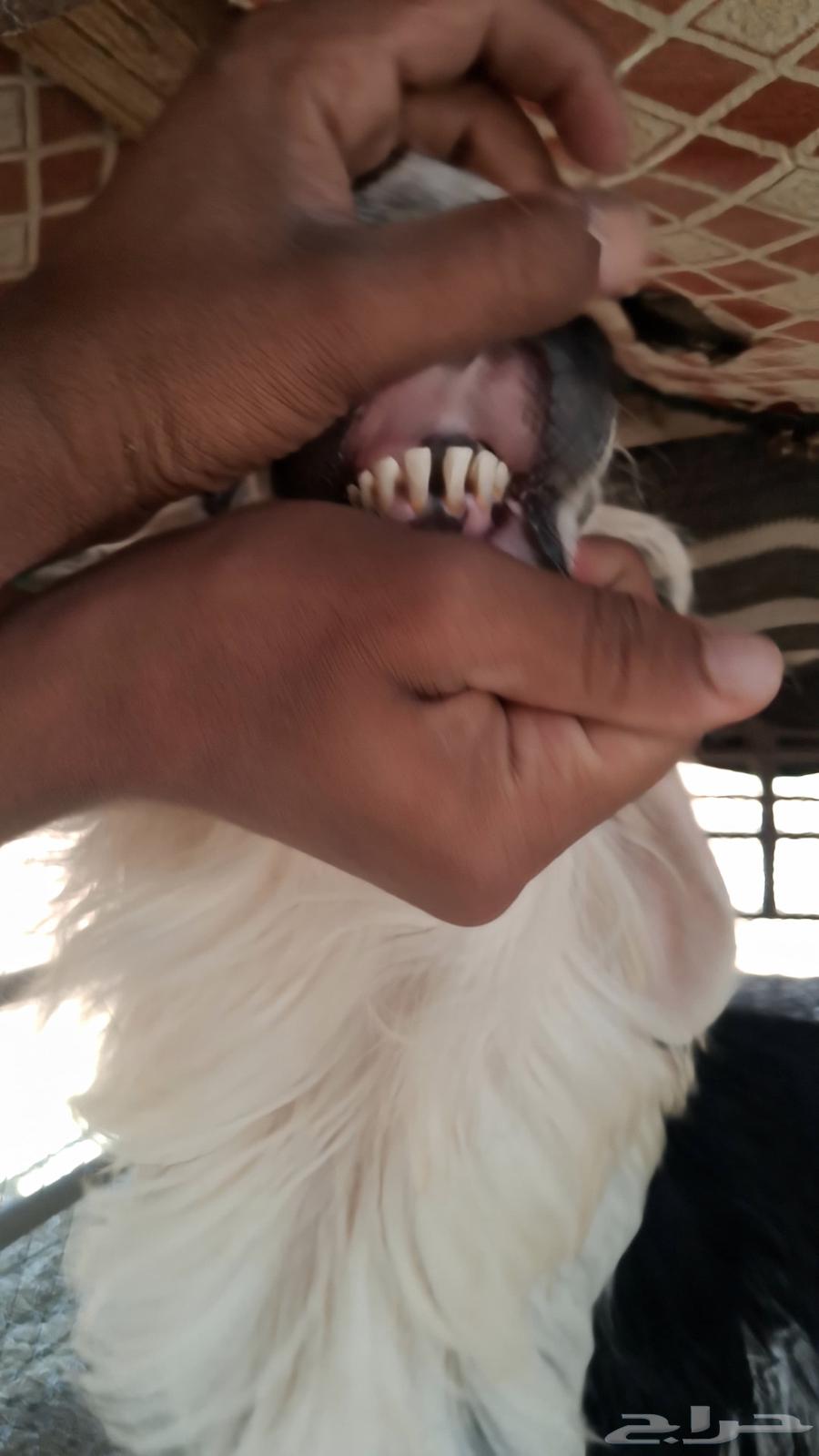 فحل نجدي كفو صنف64435625364739111