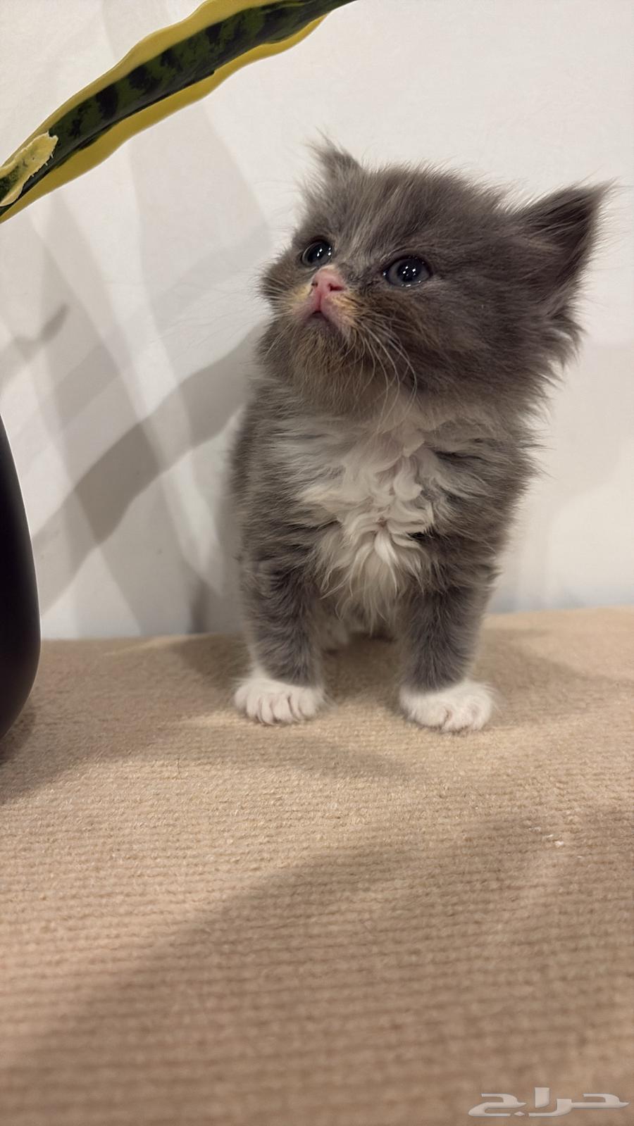 Sold64441226478467111