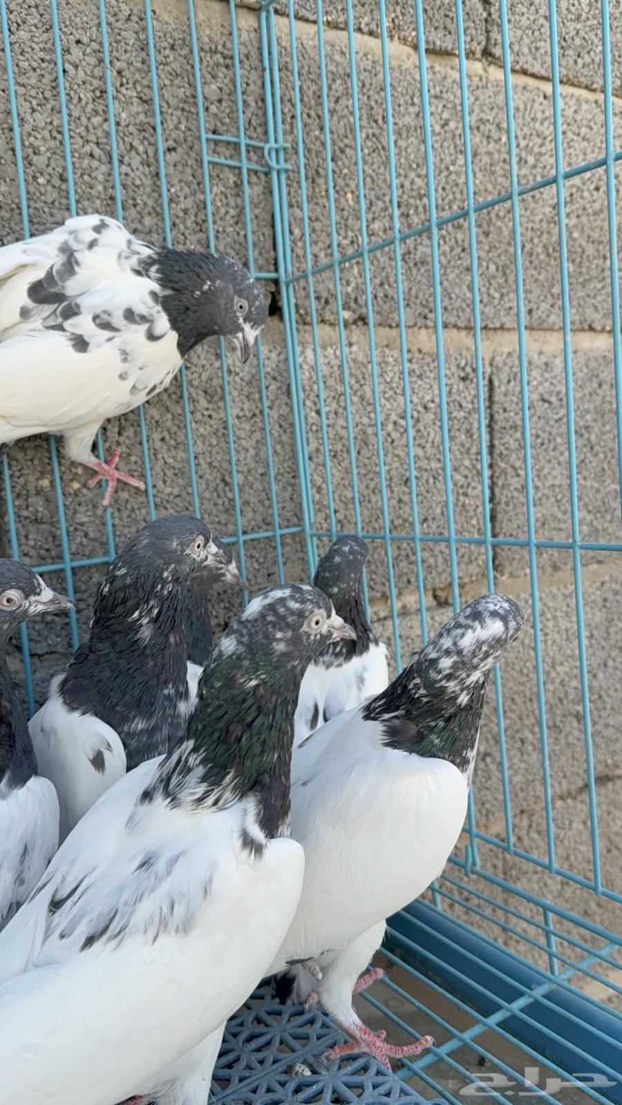 حمام باكستاني للبيع64435285956226113