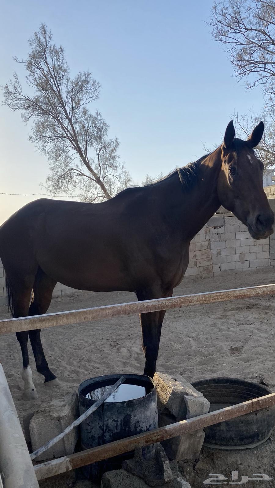 مهرة انجليزيه   4 سنوات64440738696707110