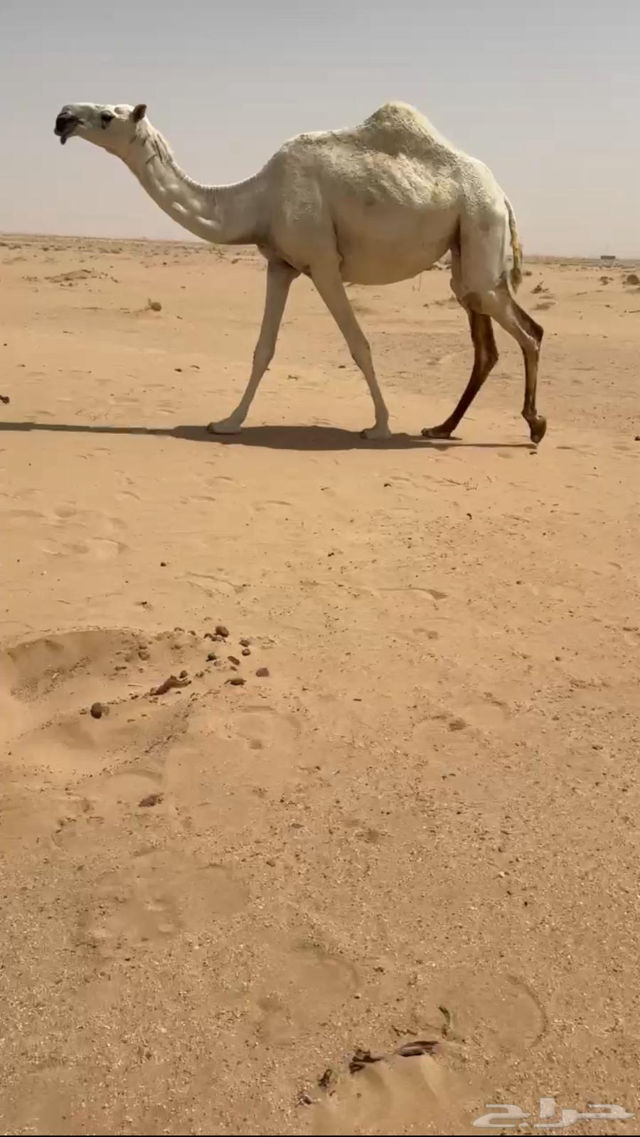 Good camel calf64436588170113111