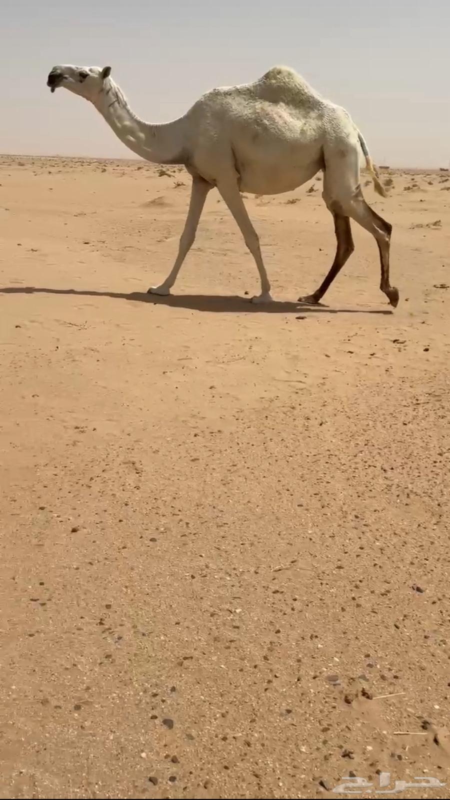 Good camel calf64436588170113110