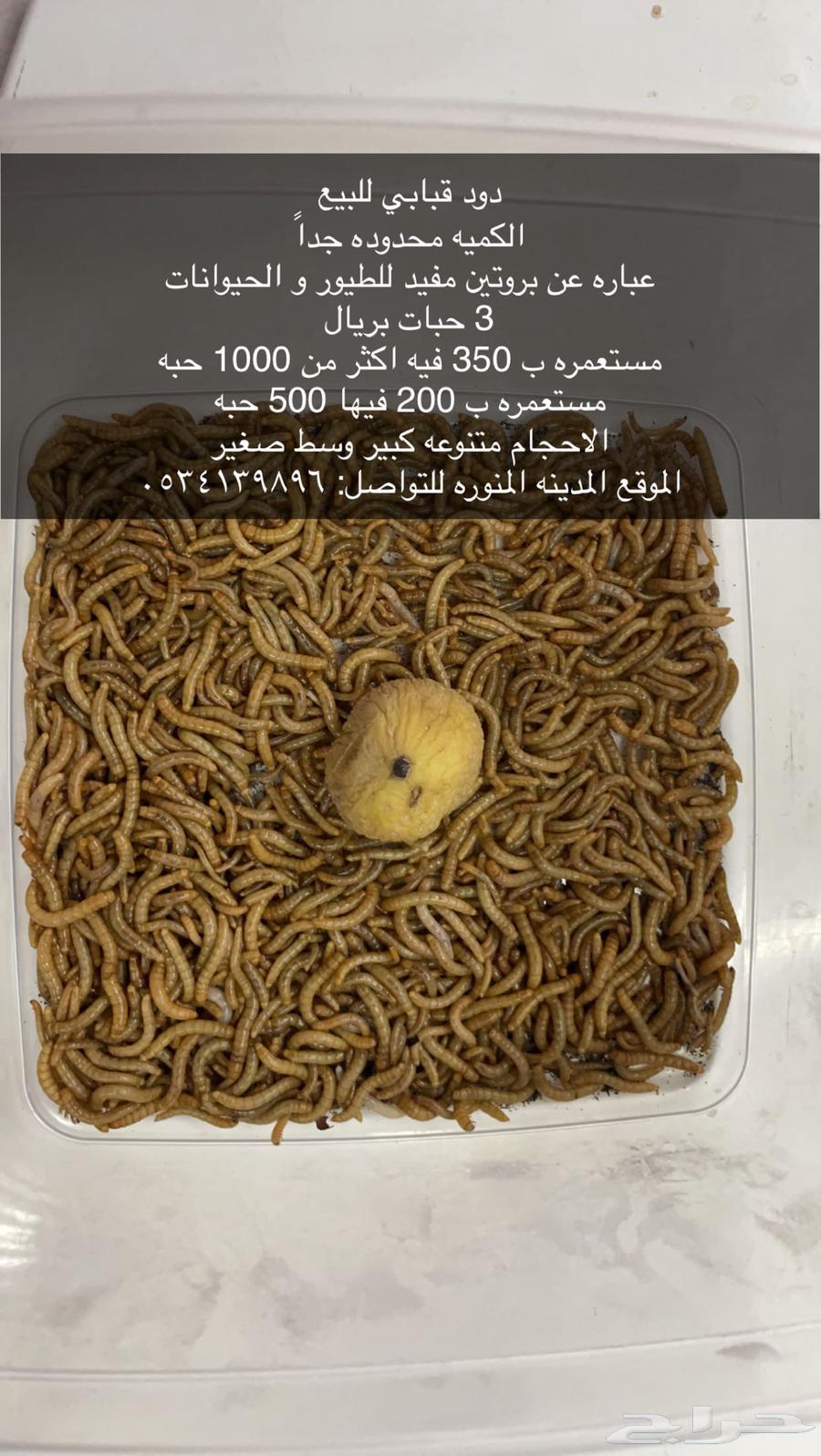 دود قبابي حي للبيع بروتين للطيور و الحيوانات64437639051649111