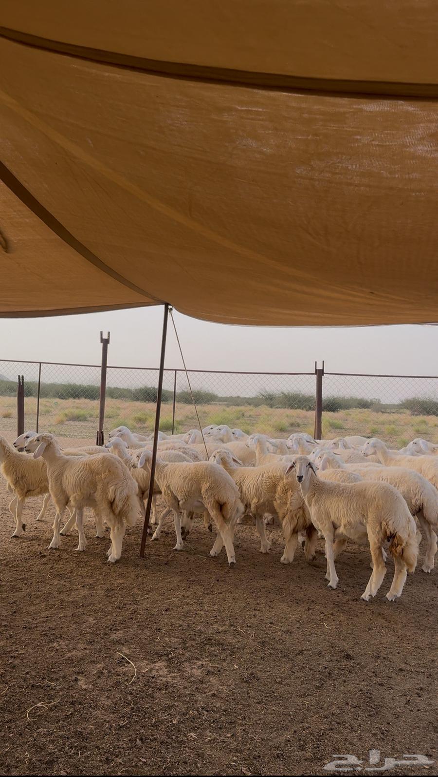 Rakhals for sale, 38 units with freedom64435341008515111