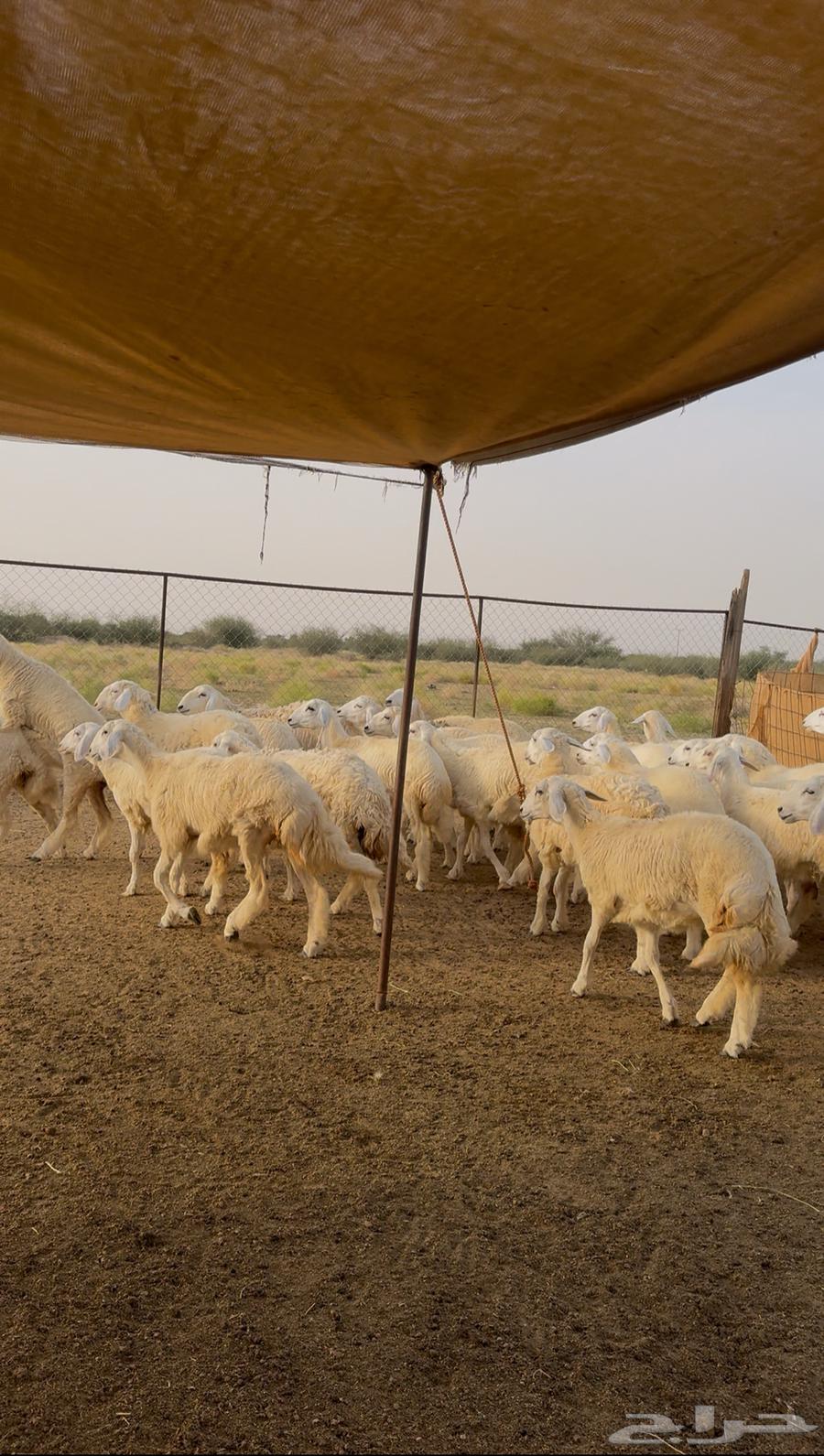 Rakhals for sale, 38 units with freedom64435341008515114