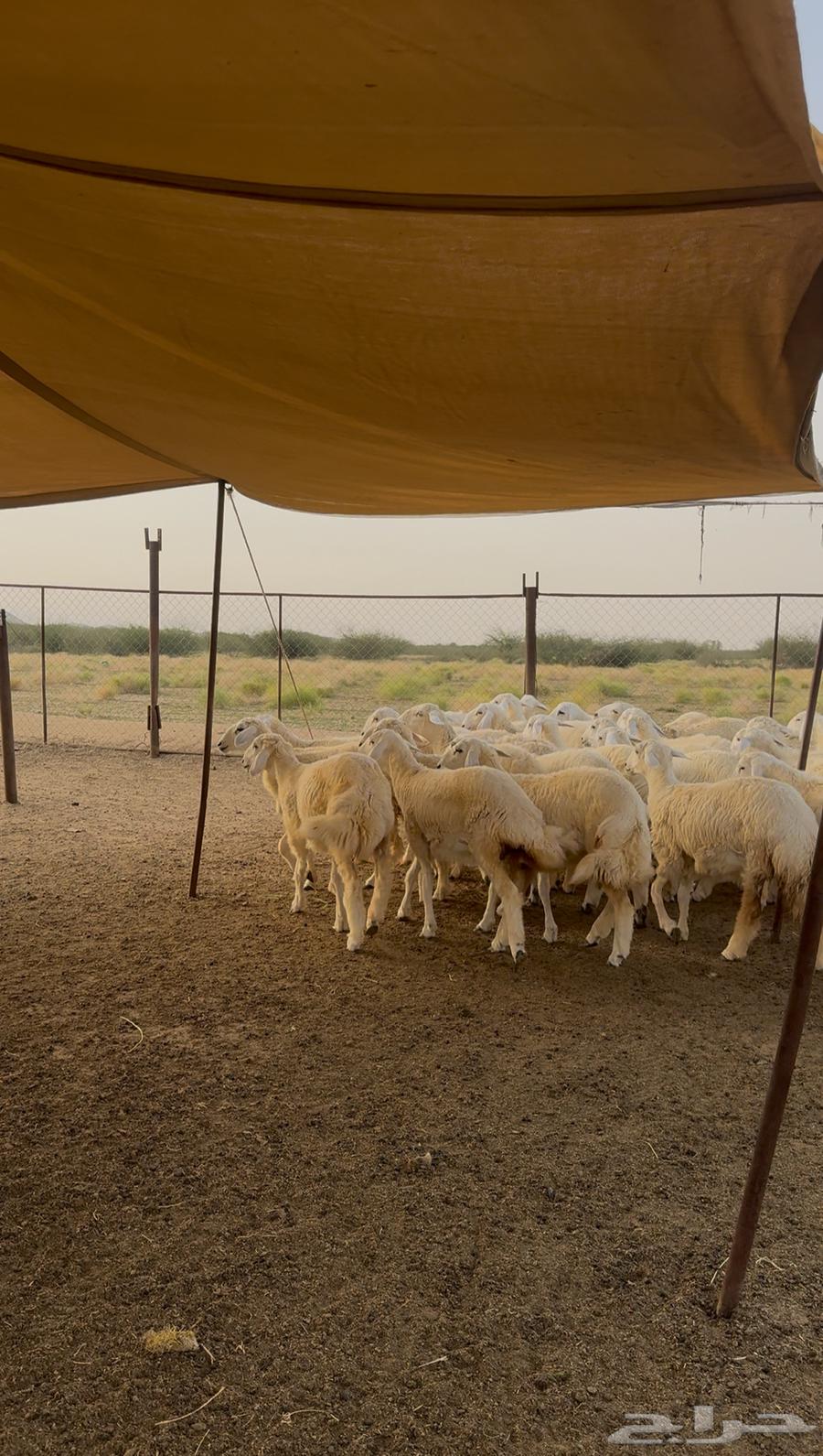 Rakhals for sale, 38 units with freedom64435341008515110