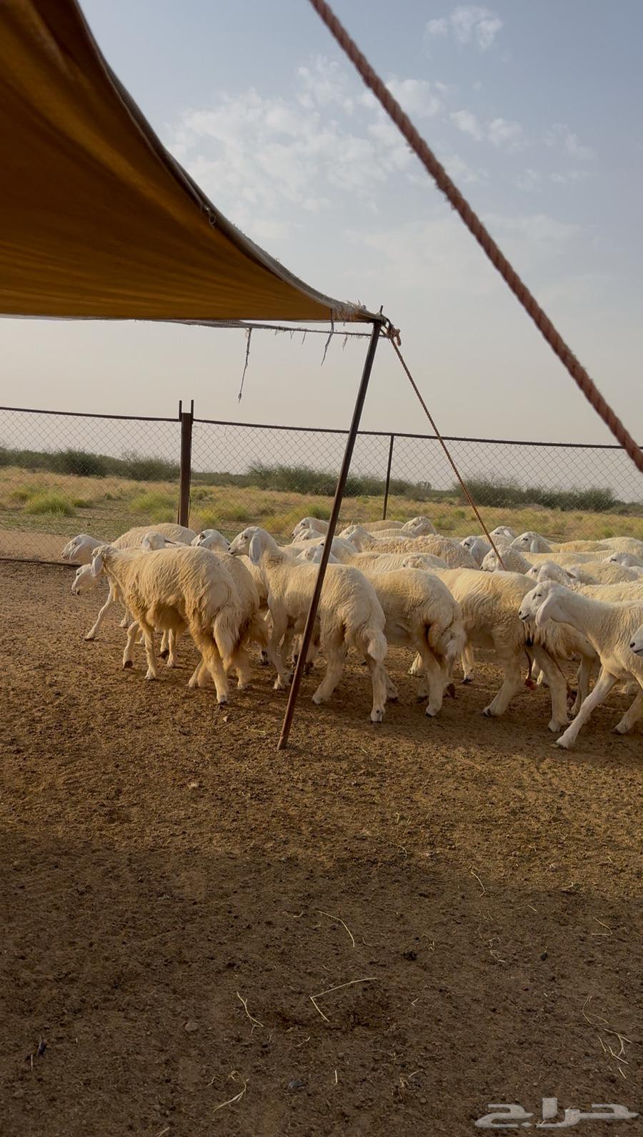 Rakhals for sale, 38 units with freedom64435341008515113