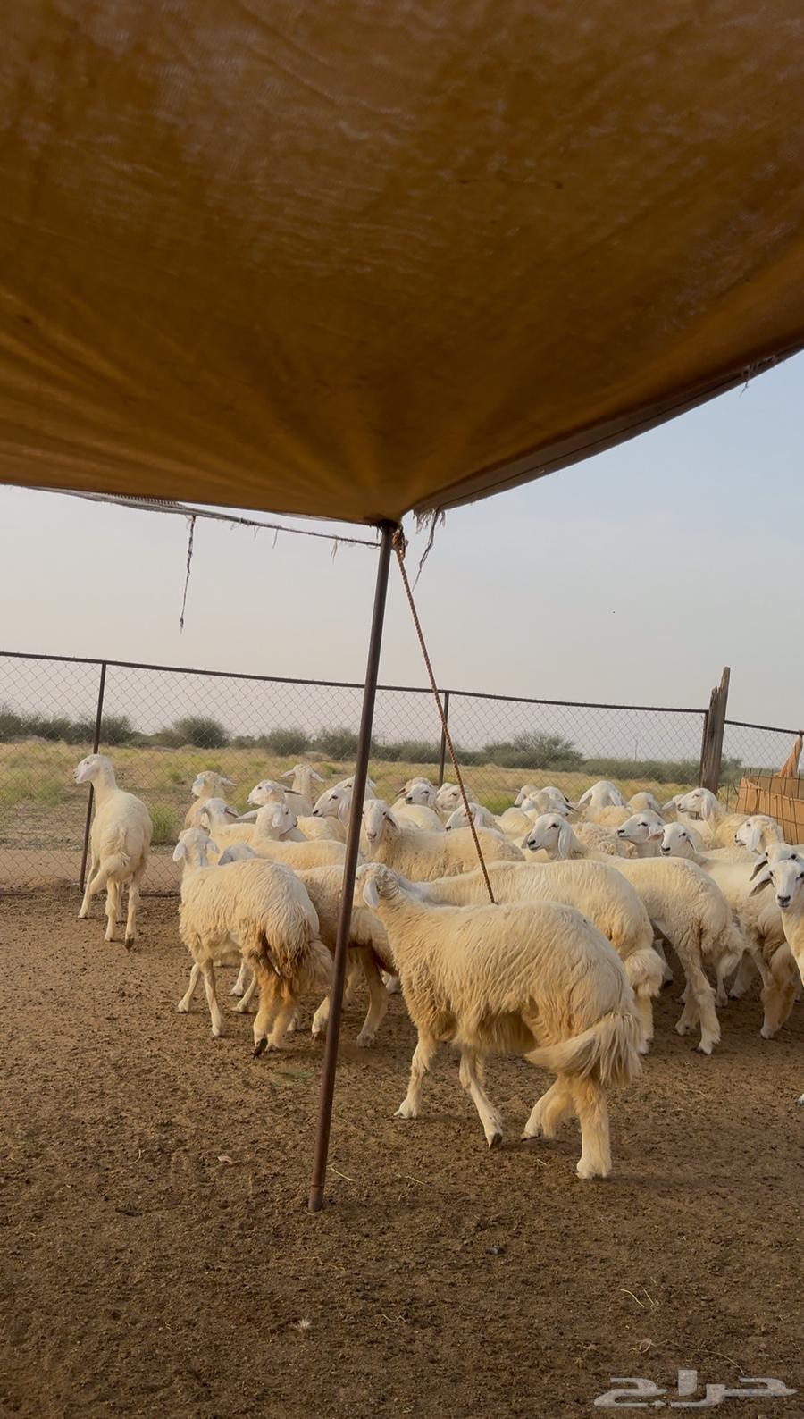 Rakhals for sale, 38 units with freedom64435341008515112