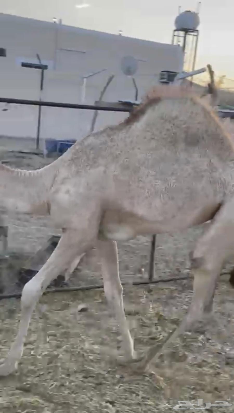 Bakra Labanah for sale, quarters and eighths64435450030081110