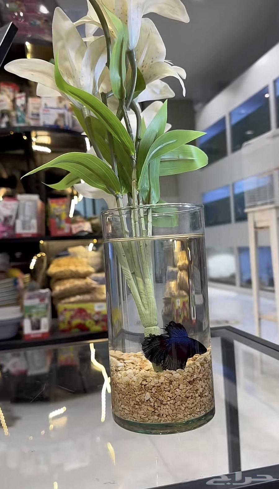 للبيع أسماك فايتر64435190832001111