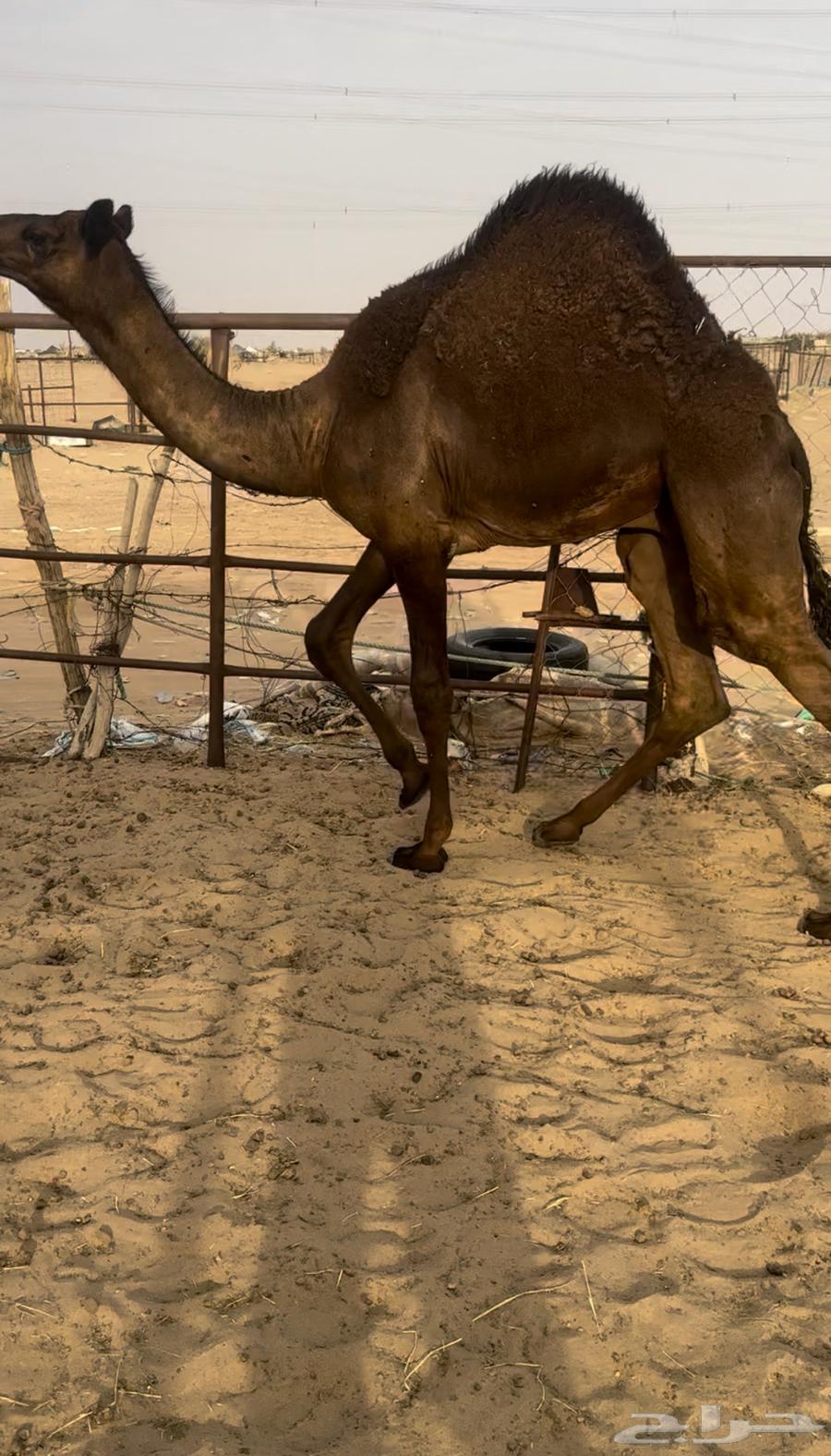 قعود فل كفو للبيع التواصل اتصال64437449813890110