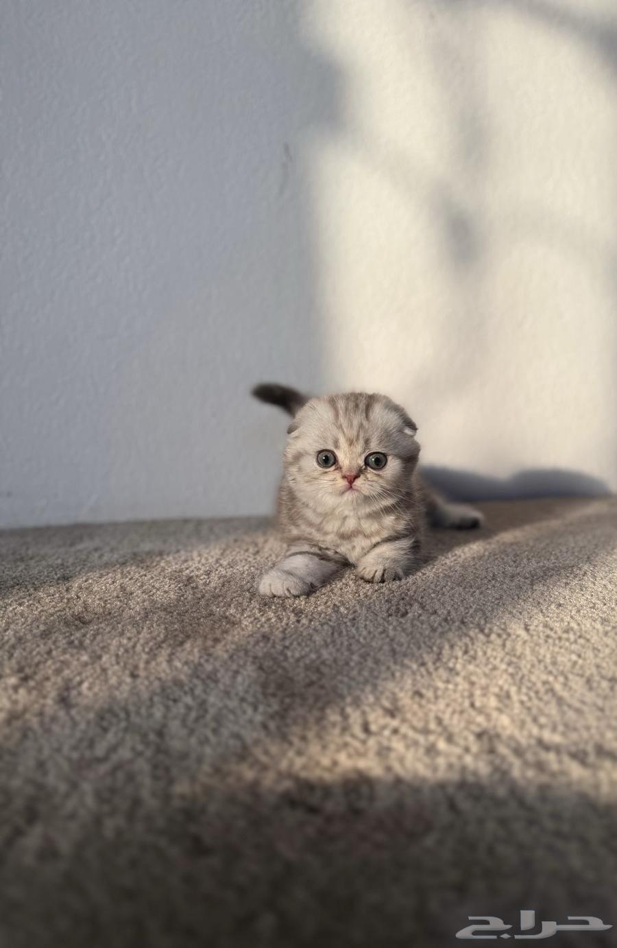 سكوتش فولد ذكر64437975356929113