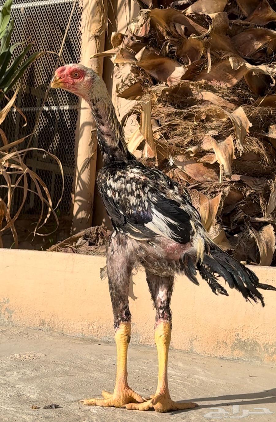 ديك فارسي64436789767555110