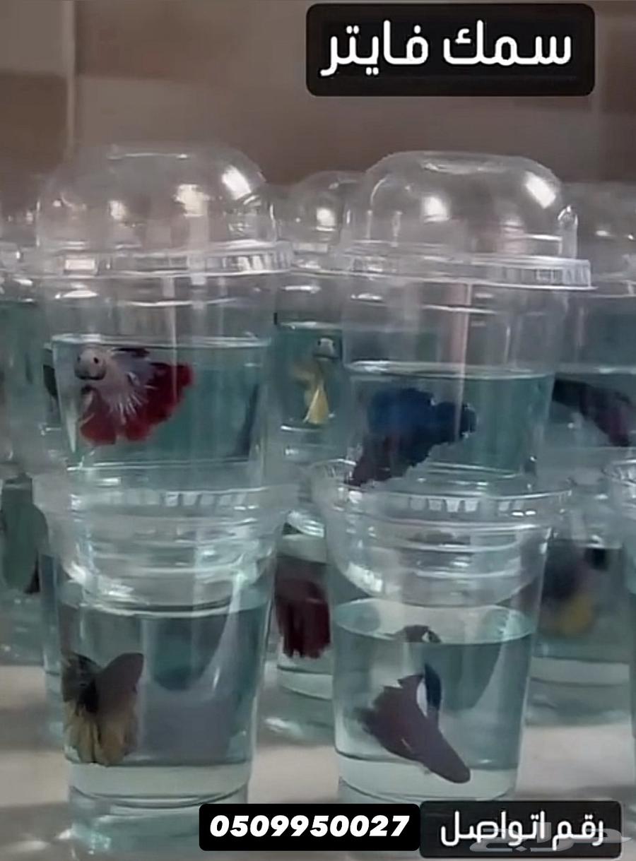 للبيع أسماك فايتر64435190832001110