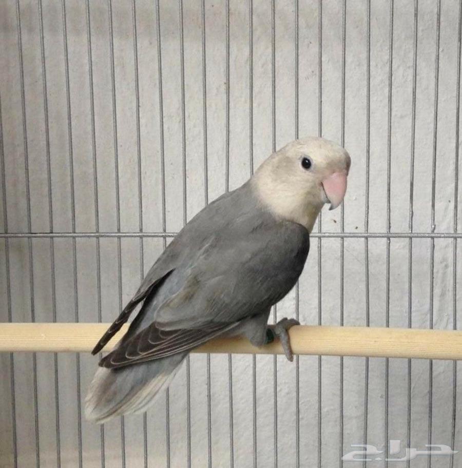 Roz Birds Number Available64441677573250111