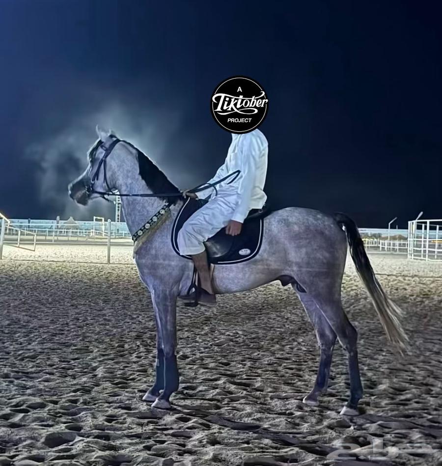 Horse, Egyptian purebred champion64441841780099110