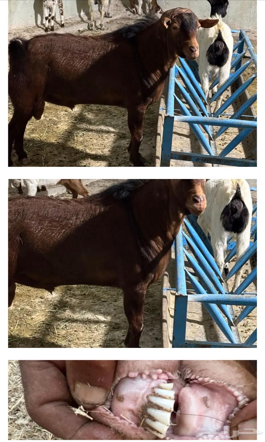 Premium conditioned ram goat, fertile and vigorous, age shown in pictures64436266371331110