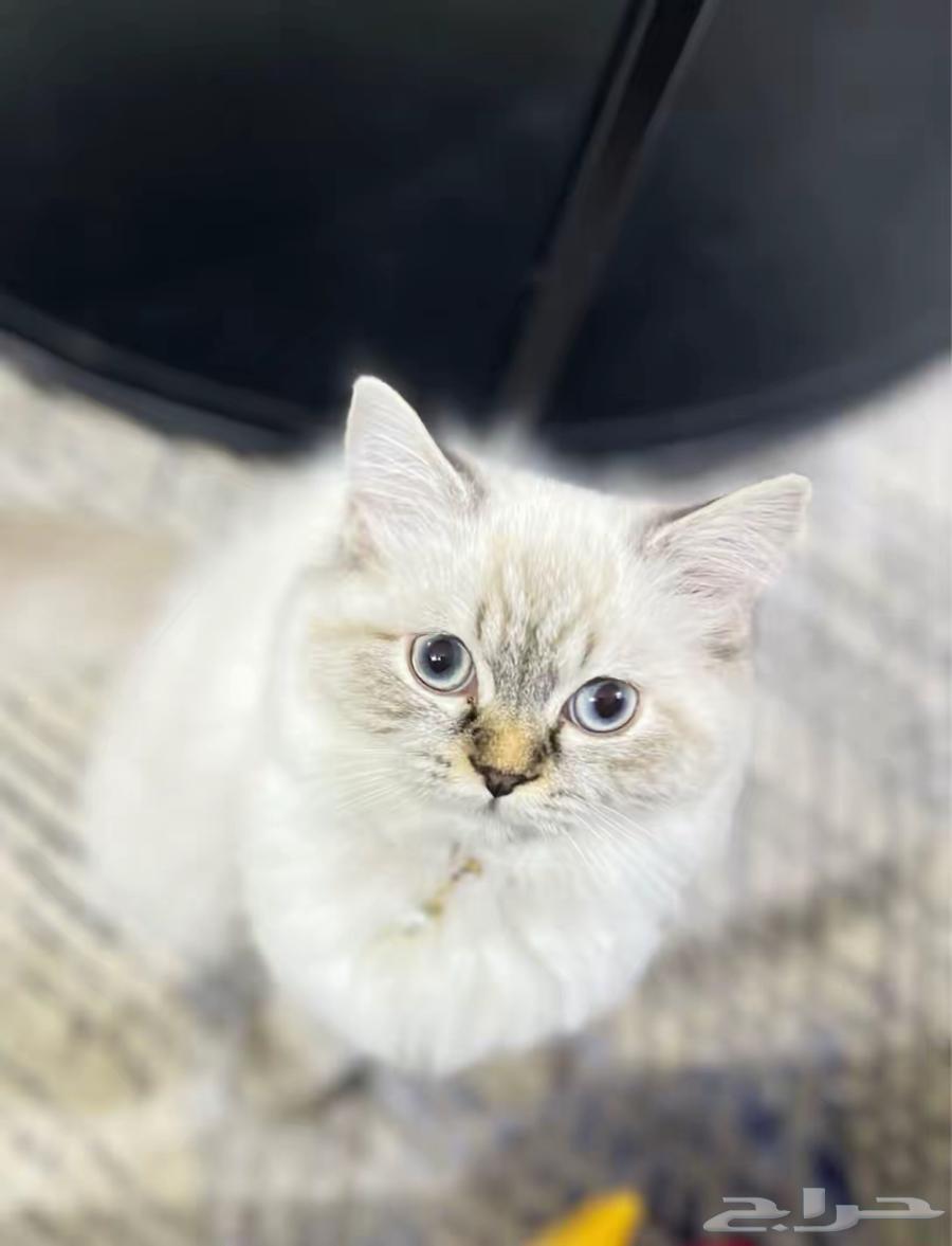 للبيع64436628267523110