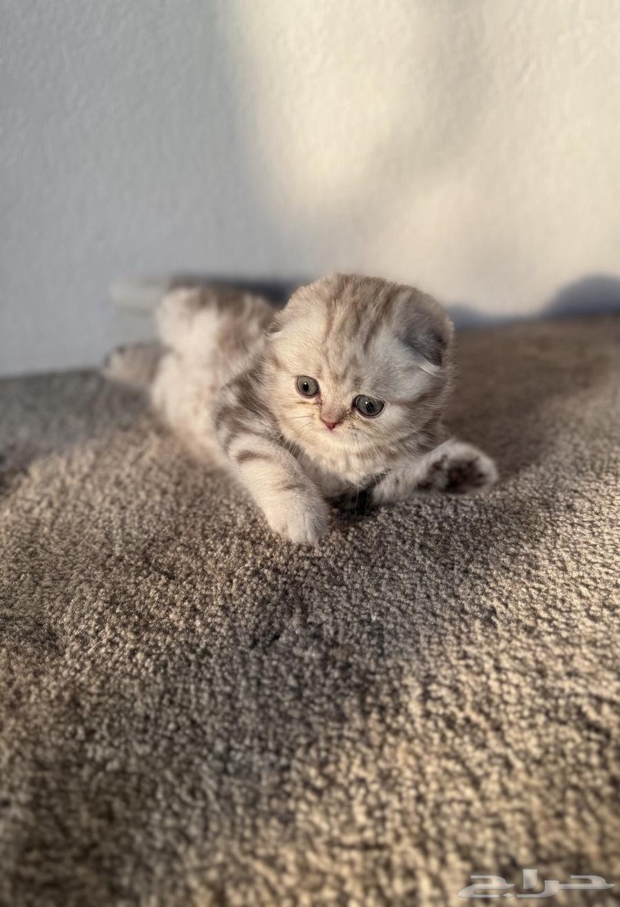 سكوتش فولد ذكر64437975356929111