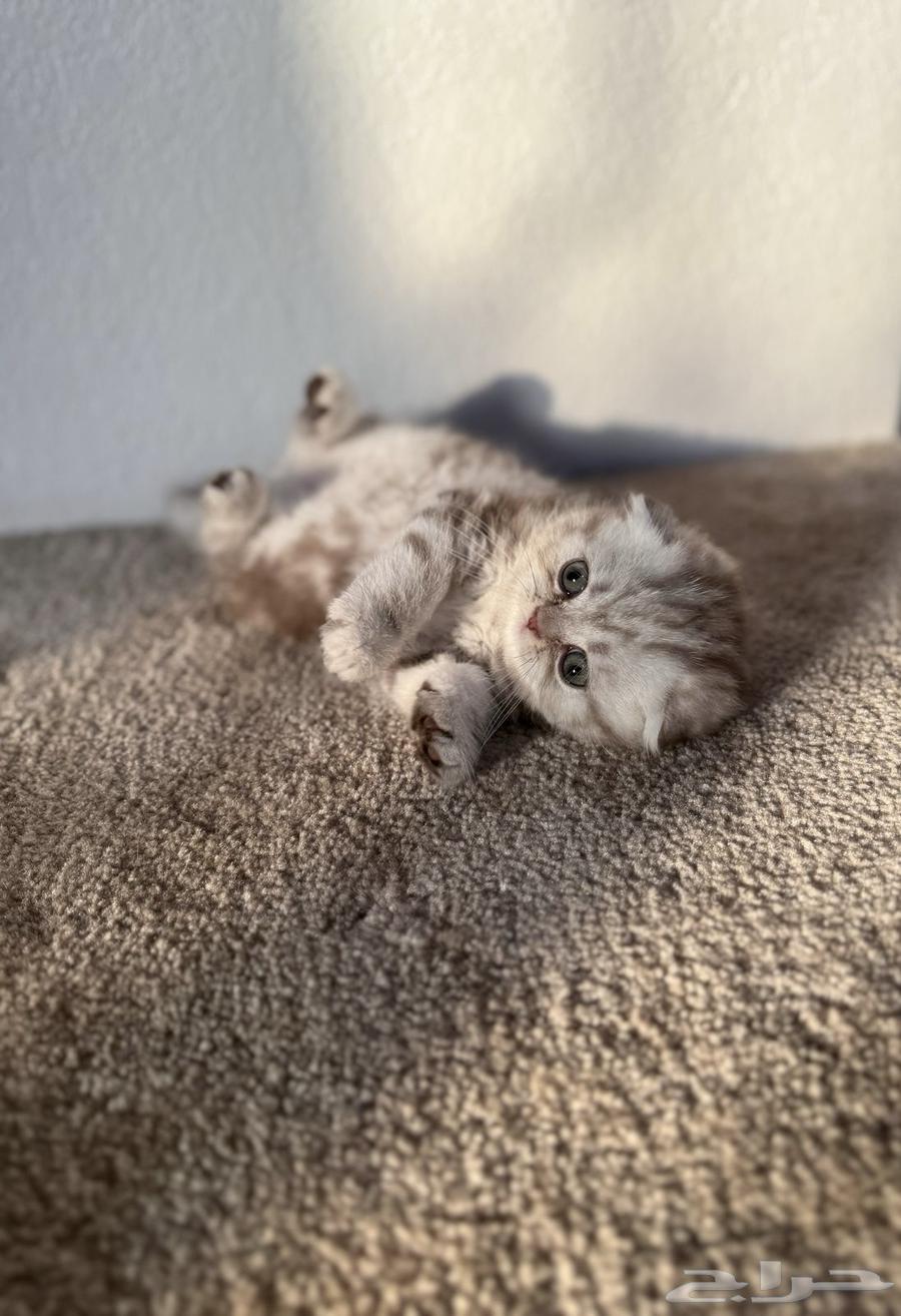 سكوتش فولد ذكر64437975356929112