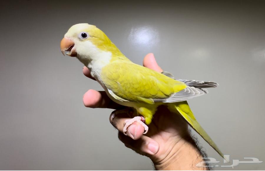 كويكر أليف متكلم .. غير متوفر64436266311939110