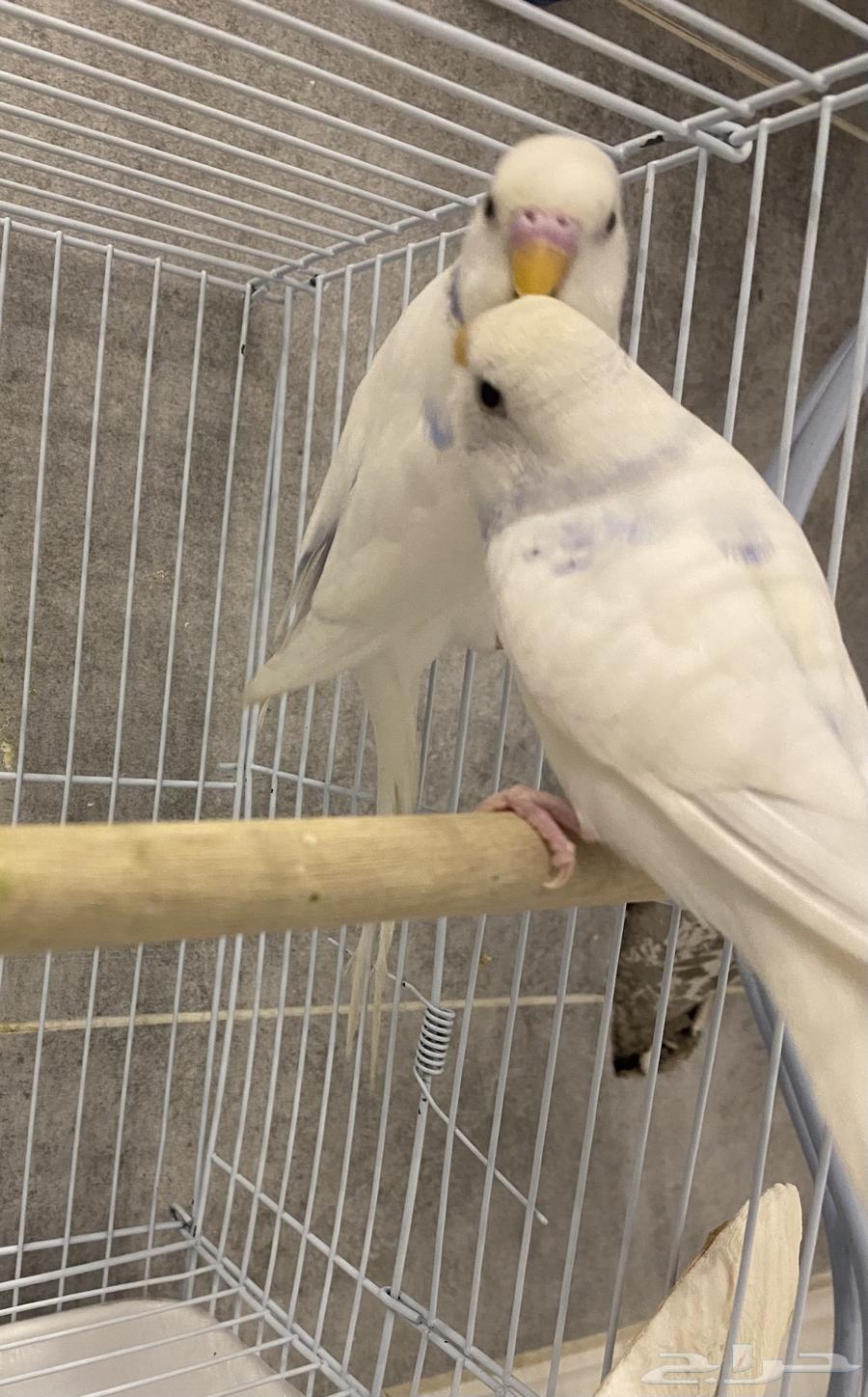 للبيع زوج بادجي سنقل سبنقل بندر فاكتور جاهز للانتاج64434510888195111