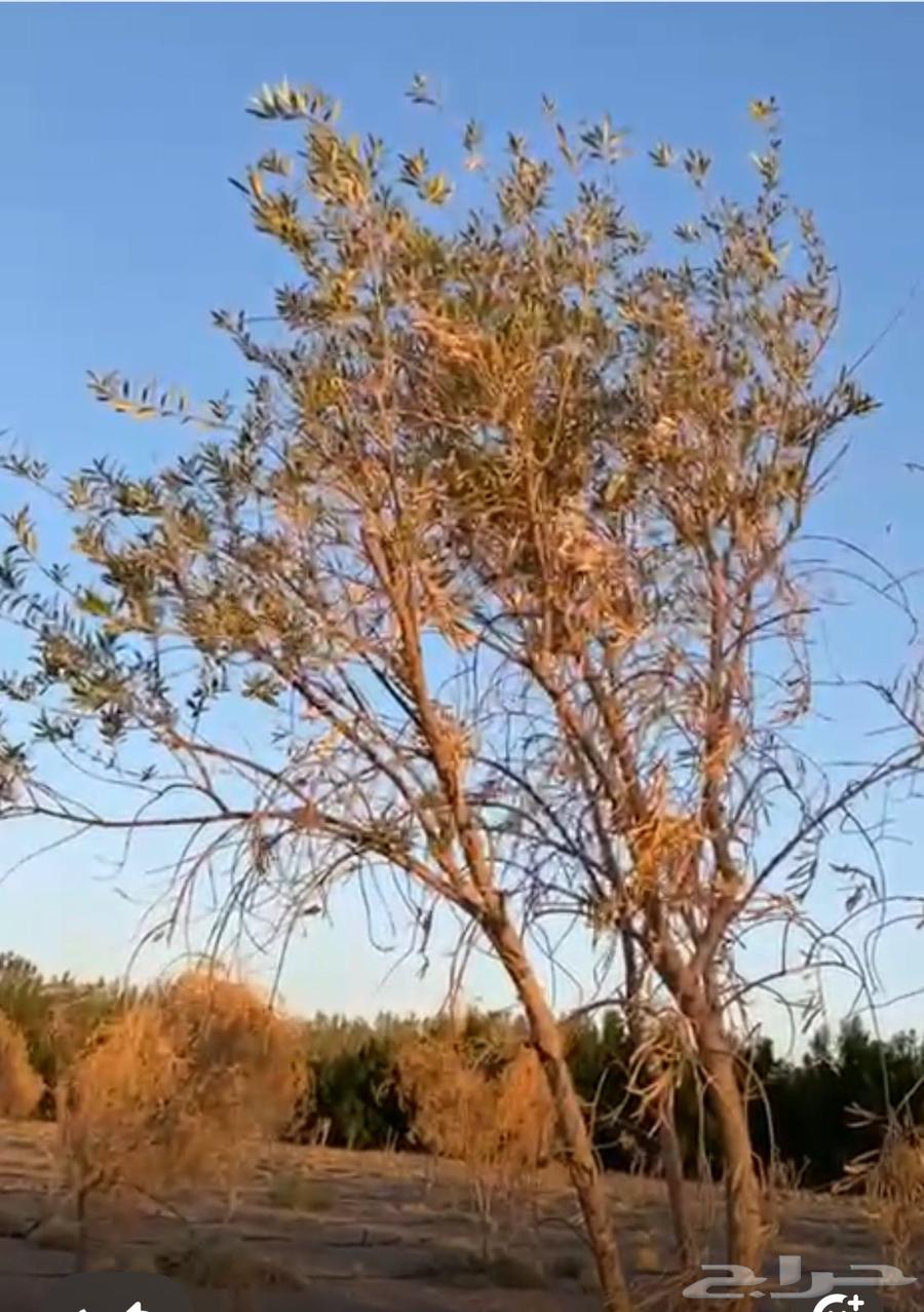 شجر زيتون (البدع)نيوم64434578498561111