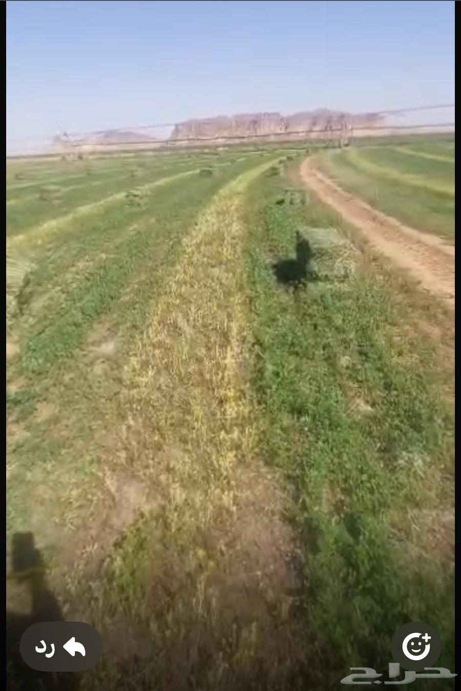 برسيم حايل64435327143809111