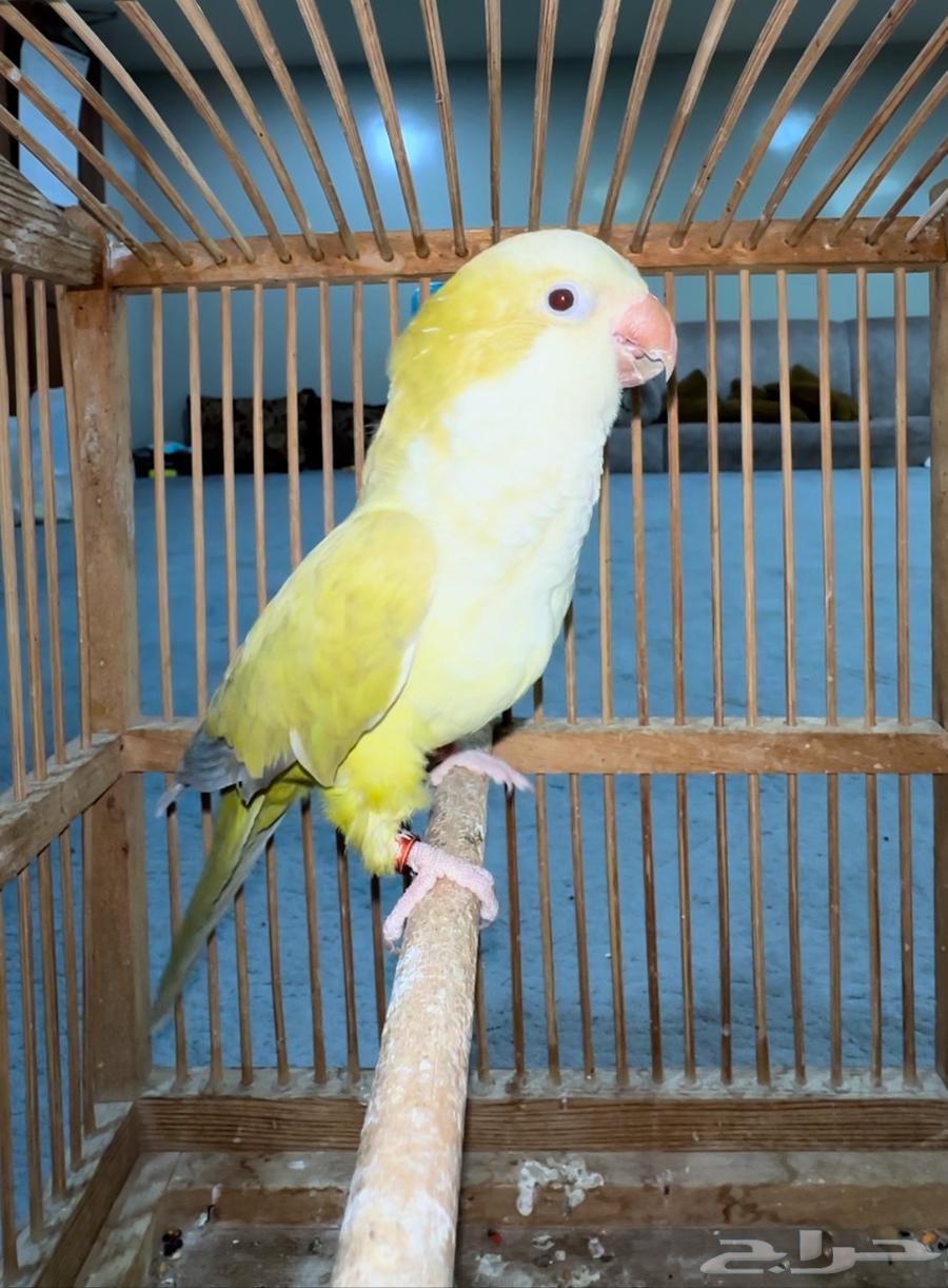 كويكر أليف متكلم .. غير متوفر64436266311939111