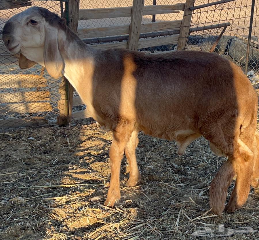 Luxury medicinal coating64440233092098110