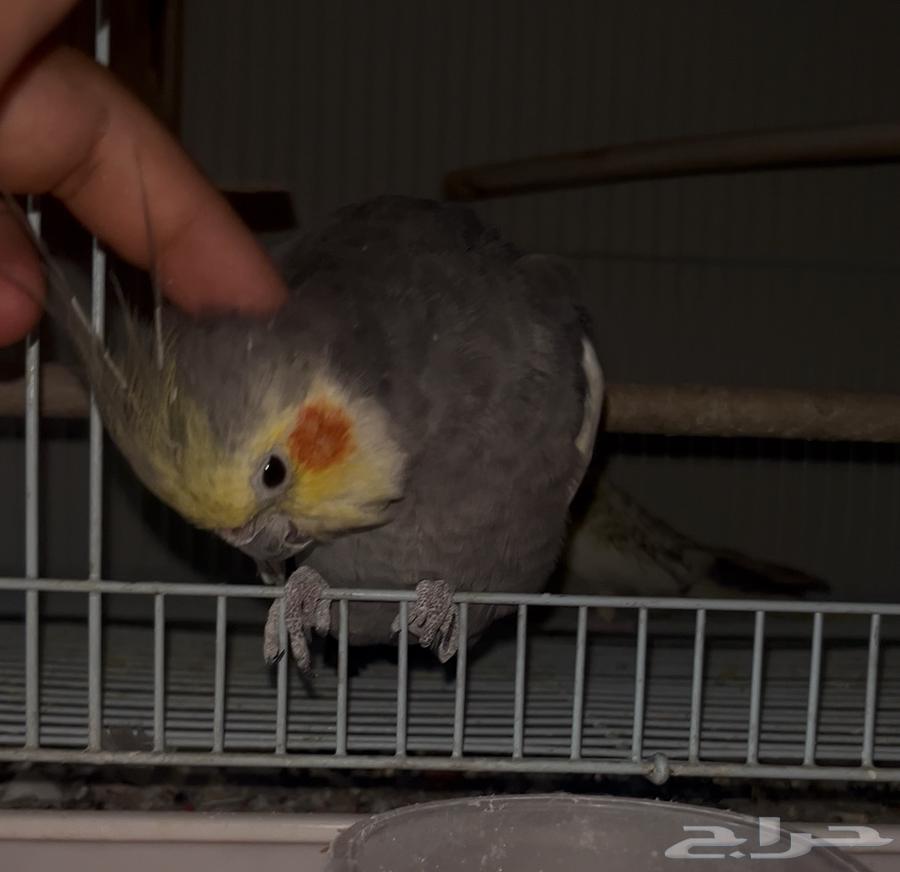 تم البيع64429438311169112