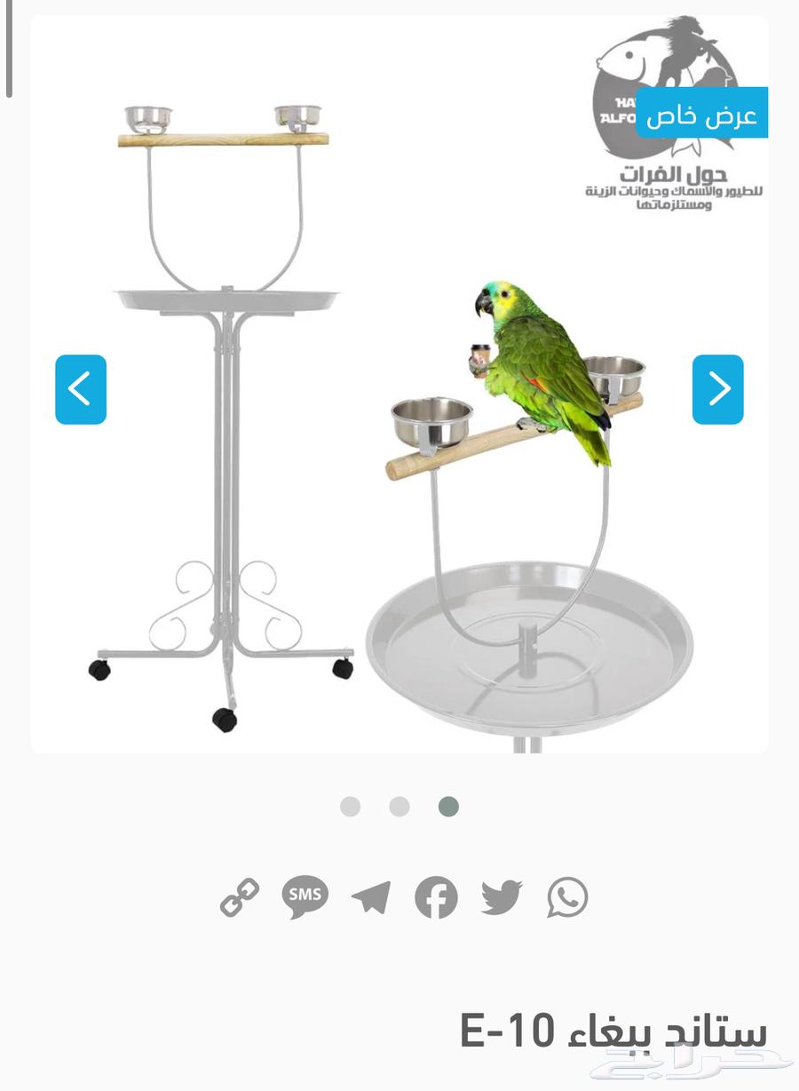 بغبغاء امازوني بلو فرنتد64441458545027112