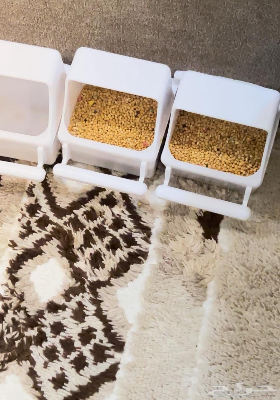 انثى الروز للبيع مع كامل اغراضها64441185472769111