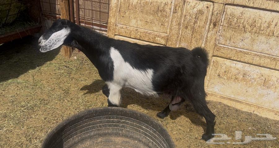 للبيع عنز حايل64437382662017110