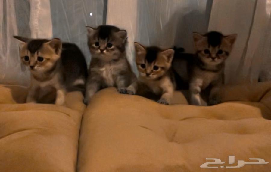 قطط للبيع64440683849987111