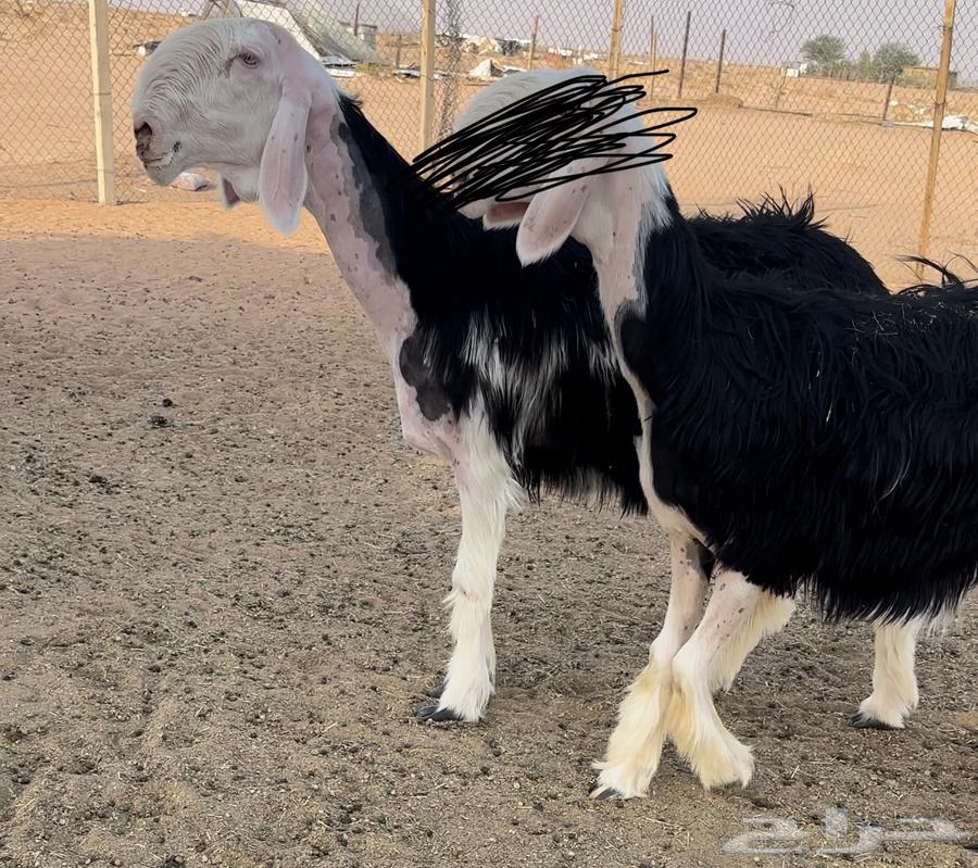 نجديه خصم دافع فحص سونار64440110279809110